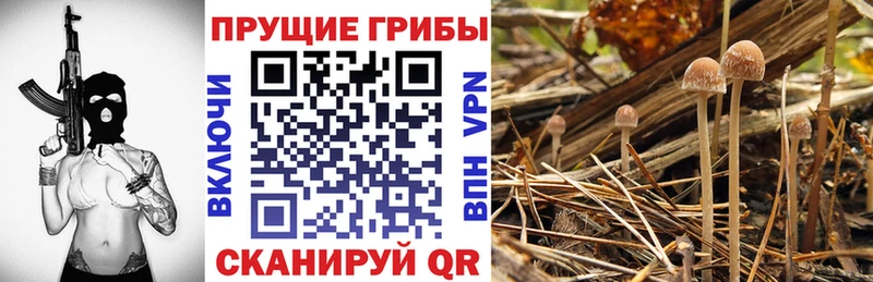 хочу наркоту  Хабаровск  Галлюциногенные грибы Psilocybine cubensis 